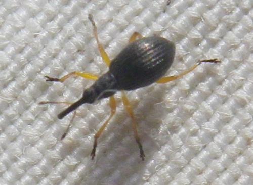 Protapion fulvipes